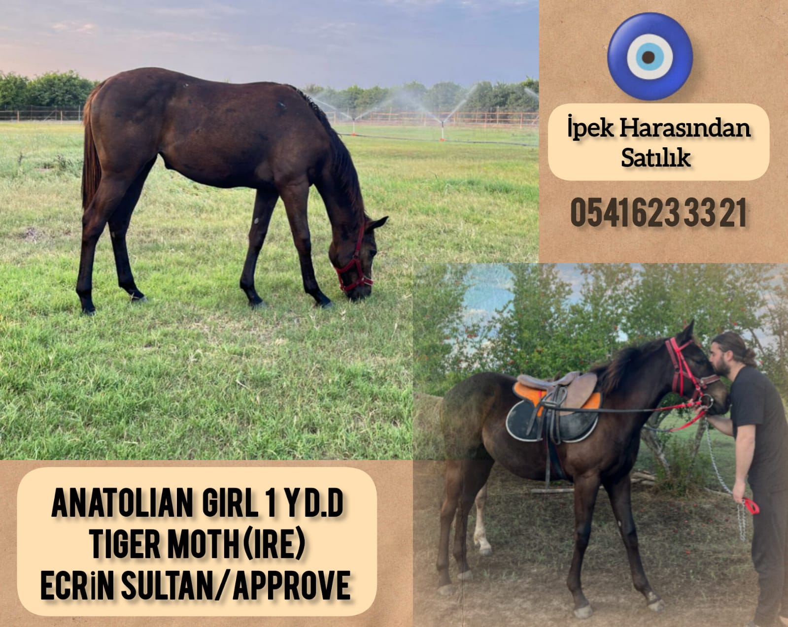 1 BUÇUK YŞ.TIGER MOTH TAYI  ANATOLIAN GIRL ANNE ECRİN SULTAN İRTİBAT:05416233321